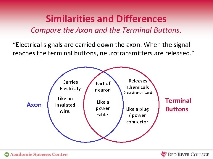 Similarities and Differences Compare the Axon and the Terminal Buttons. “Electrical signals are carried