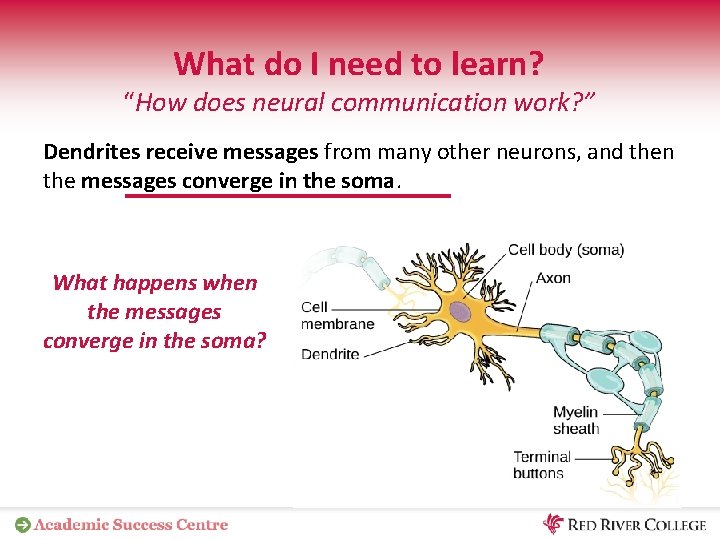 What do I need to learn? “How does neural communication work? ” Dendrites receive