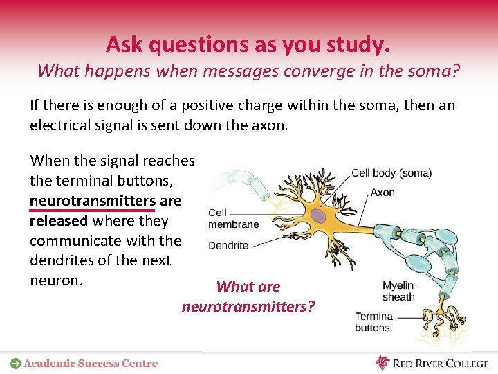 Ask questions as you study. What happens when messages converge in the soma? If