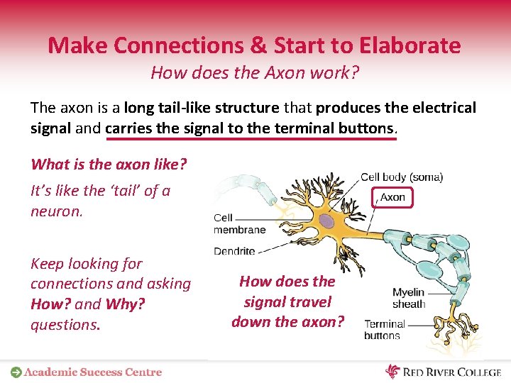 Make Connections & Start to Elaborate How does the Axon work? The axon is