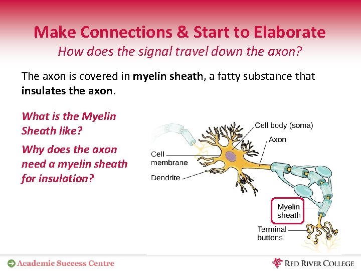Make Connections & Start to Elaborate How does the signal travel down the axon?