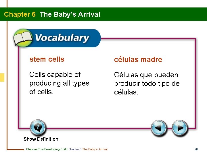 Chapter 6 The Baby’s Arrival stem cells células madre Cells capable of producing all