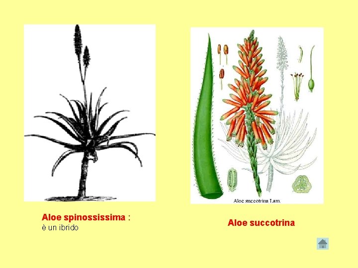 Aloe spinossissima : è un ibrido Aloe succotrina 