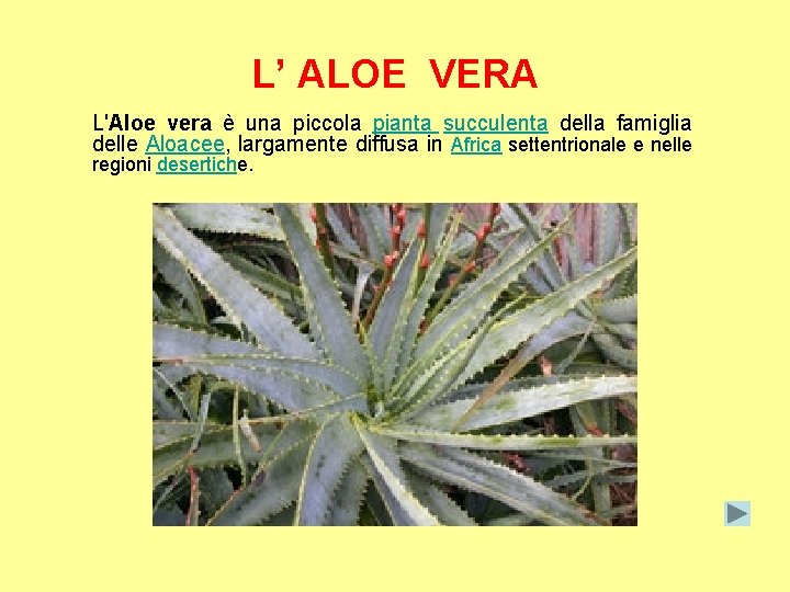 L’ ALOE VERA L'Aloe vera è una piccola pianta succulenta della famiglia delle Aloacee,