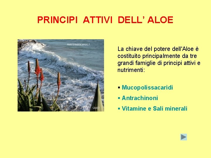 PRINCIPI ATTIVI DELL’ ALOE La chiave del potere dell'Aloe è costituito principalmente da tre