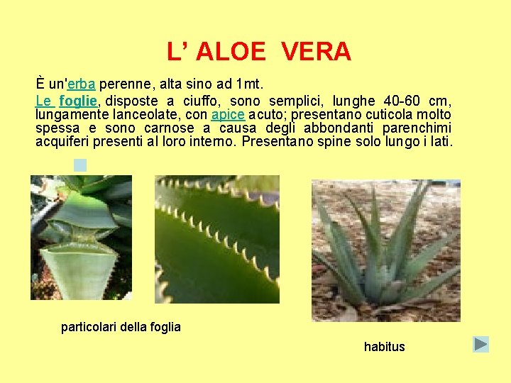 L’ ALOE VERA È un'erba perenne, alta sino ad 1 mt. Le foglie, disposte