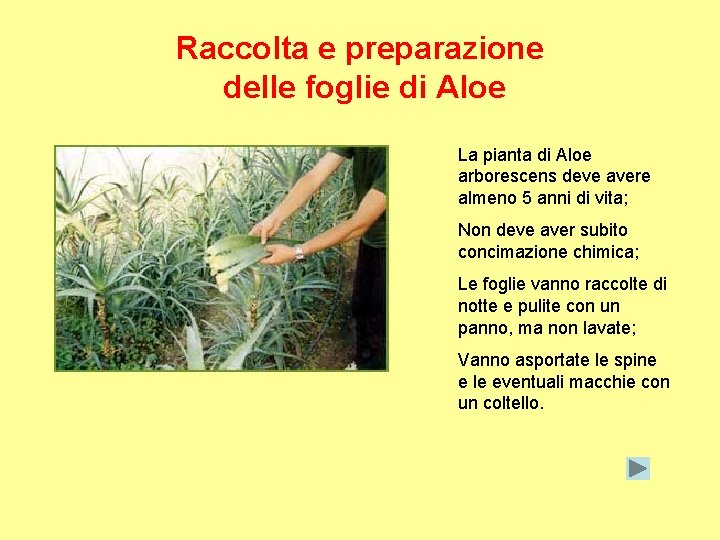Raccolta e preparazione delle foglie di Aloe La pianta di Aloe arborescens deve avere