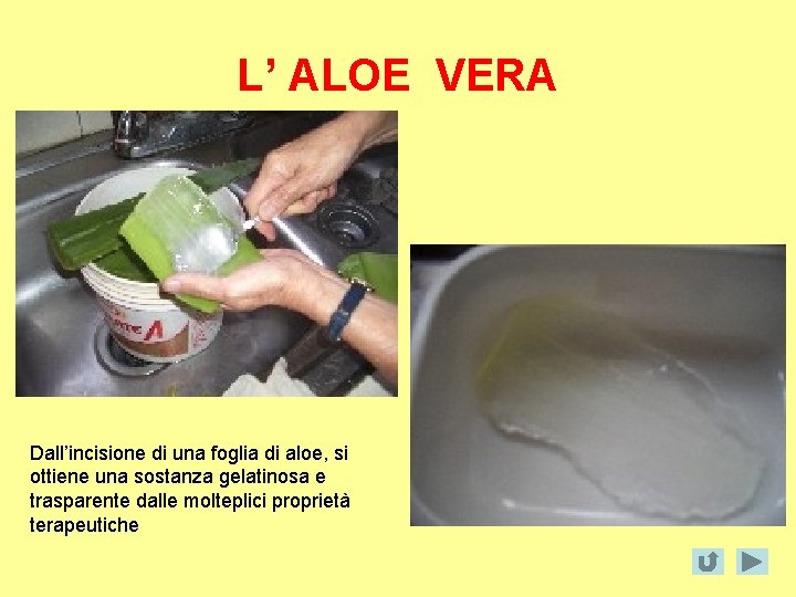 L’ ALOE VERA Dall’incisione di una foglia di aloe, si ottiene una sostanza gelatinosa