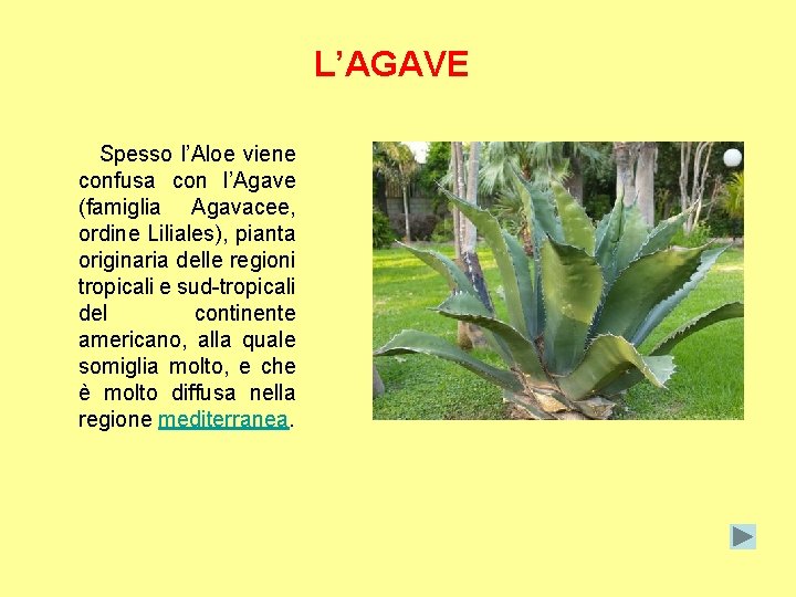 L’AGAVE Spesso l’Aloe viene confusa con l’Agave (famiglia Agavacee, ordine Liliales), pianta originaria delle