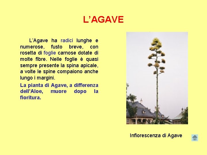 L’AGAVE L’Agave ha radici lunghe e numerose, fusto breve, con rosetta di foglie carnose
