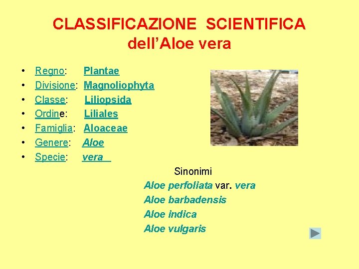 CLASSIFICAZIONE SCIENTIFICA dell’Aloe vera • Regno: Plantae • Divisione: Magnoliophyta • Classe: Liliopsida •