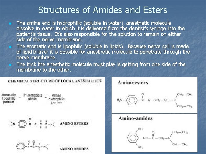 Structures of Amides and Esters n n n The amine end is hydrophilic (soluble