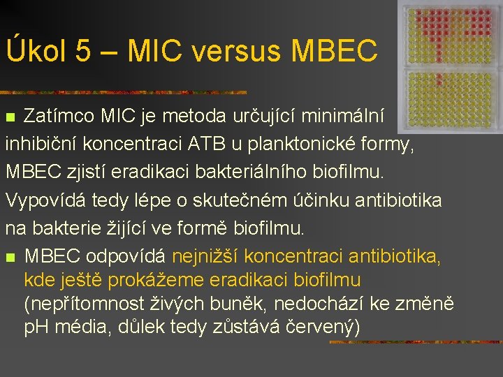 Úkol 5 – MIC versus MBEC Zatímco MIC je metoda určující minimální inhibiční koncentraci