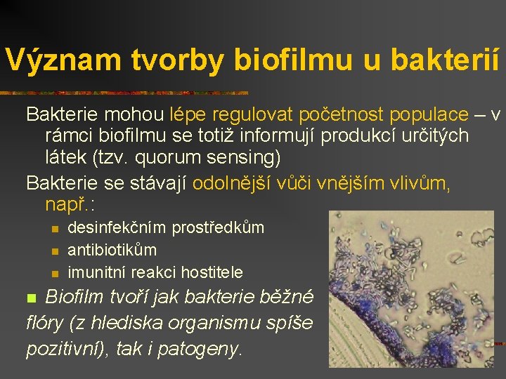 Význam tvorby biofilmu u bakterií Bakterie mohou lépe regulovat početnost populace – v rámci