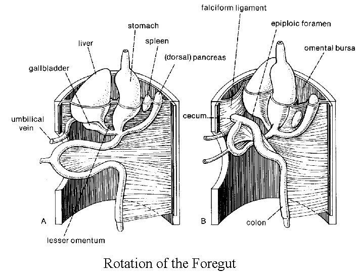 Rotation of the Foregut 