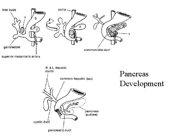 Pancreas Development 