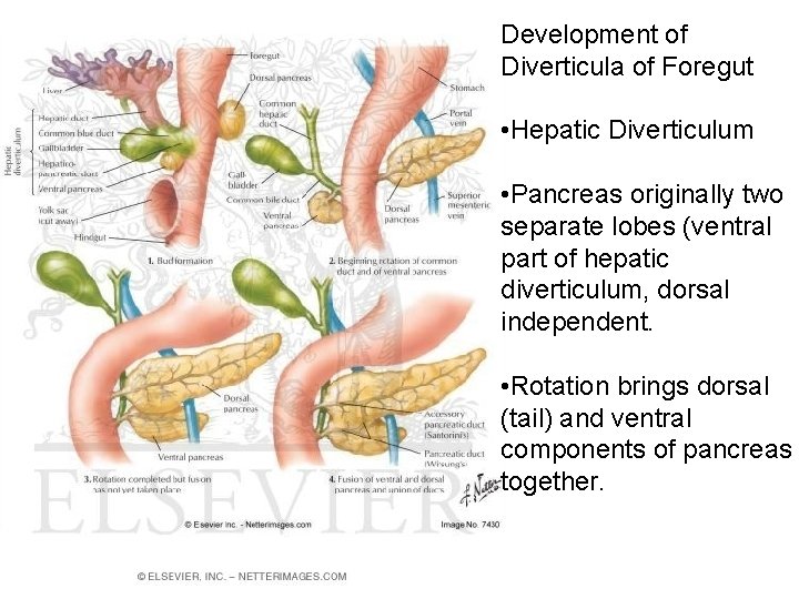 Development of Diverticula of Foregut • Hepatic Diverticulum • Pancreas originally two separate lobes