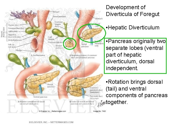 Development of Diverticula of Foregut • Hepatic Diverticulum • Pancreas originally two separate lobes