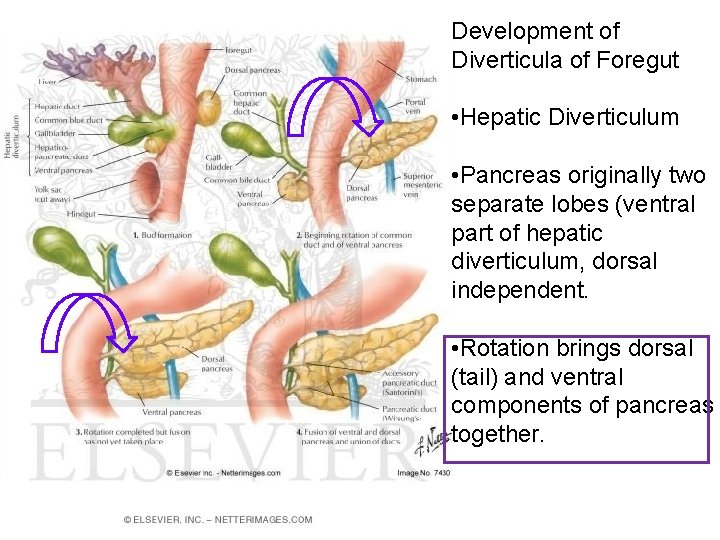 Development of Diverticula of Foregut • Hepatic Diverticulum • Pancreas originally two separate lobes