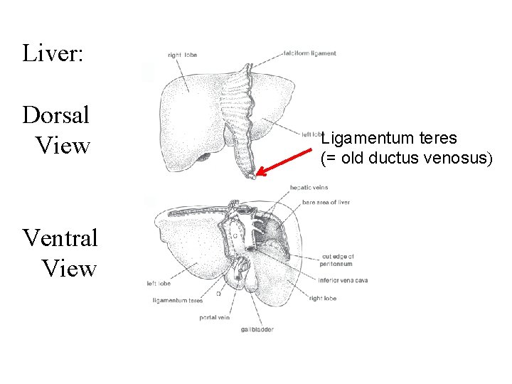 Liver: Dorsal View Ventral View Ligamentum teres (= old ductus venosus) 