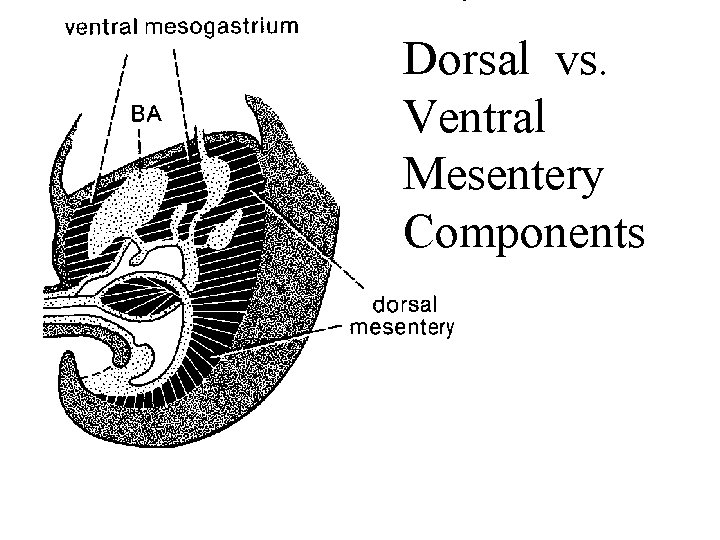 Dorsal vs. Ventral Mesentery Components 