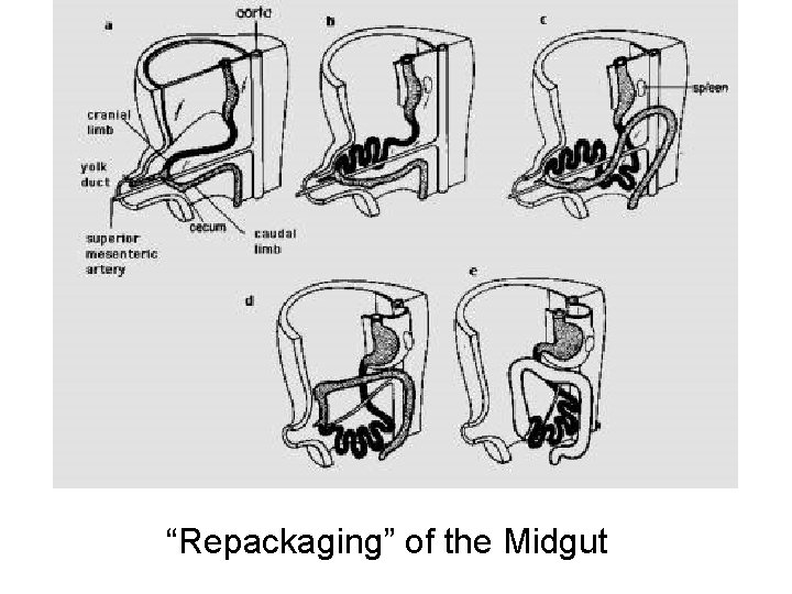 “Repackaging” of the Midgut 