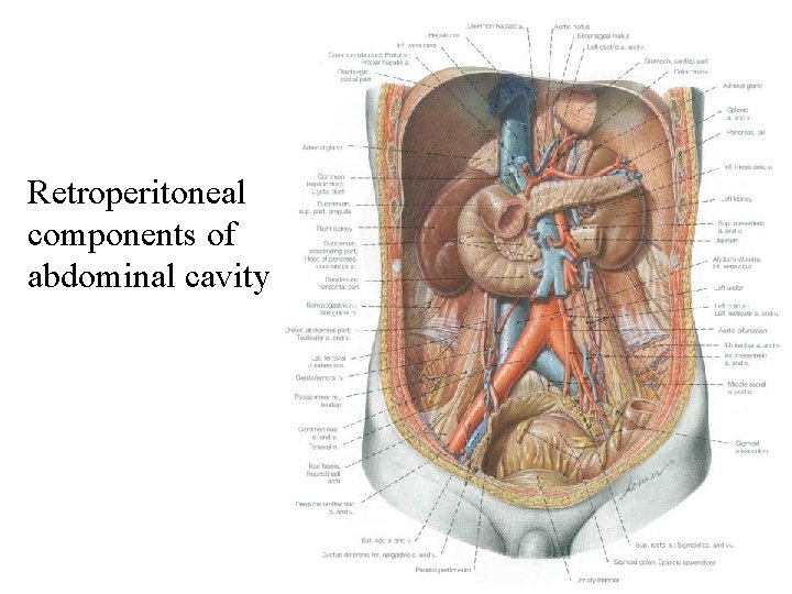 Retroperitoneal components of abdominal cavity 