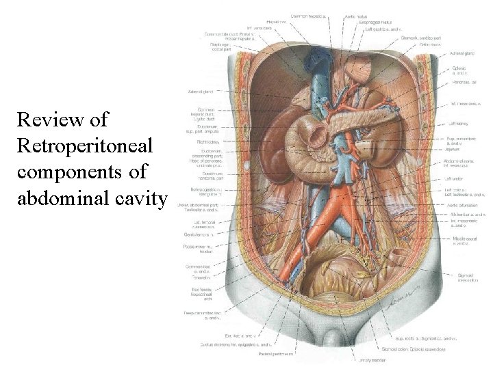 Review of Retroperitoneal components of abdominal cavity 