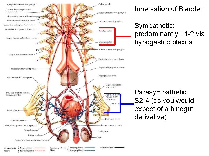 Innervation of Bladder Sympathetic: predominantly L 1 -2 via hypogastric plexus Parasympathetic: S 2