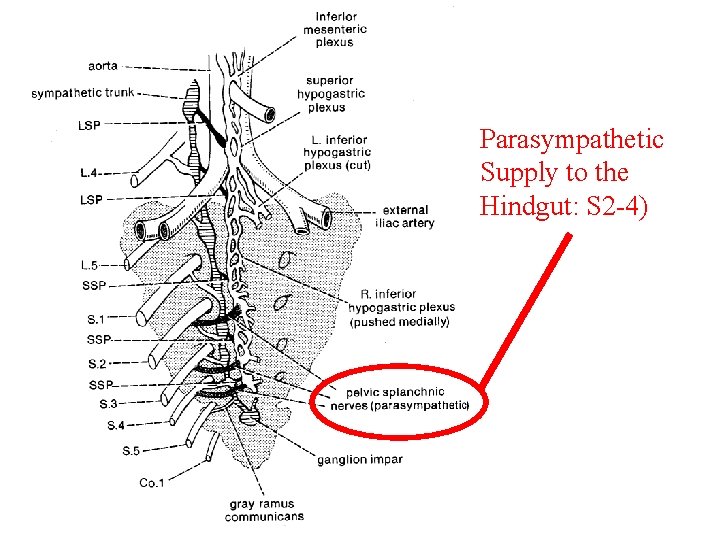 Parasympathetic Supply to the Hindgut: S 2 -4) 