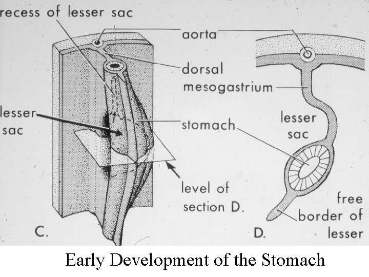 Early Development of the Stomach 