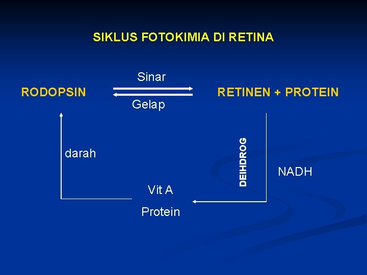 SIKLUS FOTOKIMIA DI RETINA Sinar Gelap darah Vit A Protein RETINEN + PROTEIN DEIHDROG