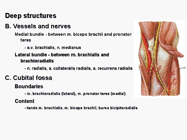 Deep structures B. Vessels and nerves Medial bundle - between m. biceps brachii and