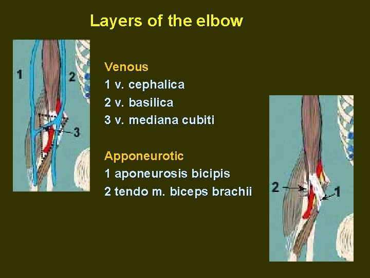 Layers of the elbow Venous 1 v. cephalica 2 v. basilica 3 v. mediana