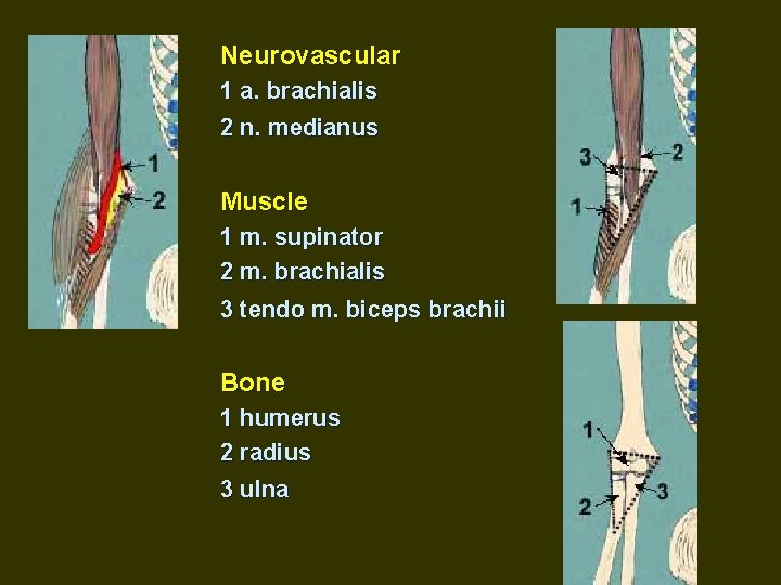 Neurovascular 1 a. brachialis 2 n. medianus Muscle 1 m. supinator 2 m. brachialis