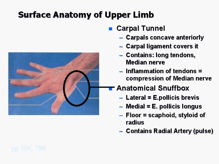Surface Anatomy of Upper Limb n Carpal Tunnel – – – Carpals concave anteriorly