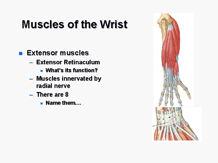 Muscles of the Wrist n Extensor muscles – Extensor Retinaculum n What’s its function?