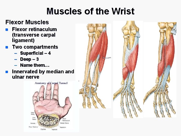 Muscles of the Wrist Flexor Muscles n n Flexor retinaculum (transverse carpal ligament) Two