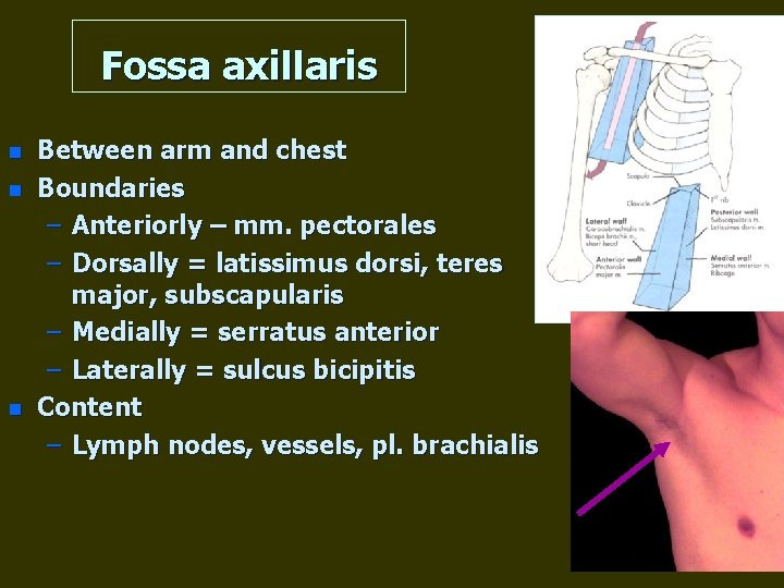 Fossa axillaris n n n Between arm and chest Boundaries – Anteriorly – mm.