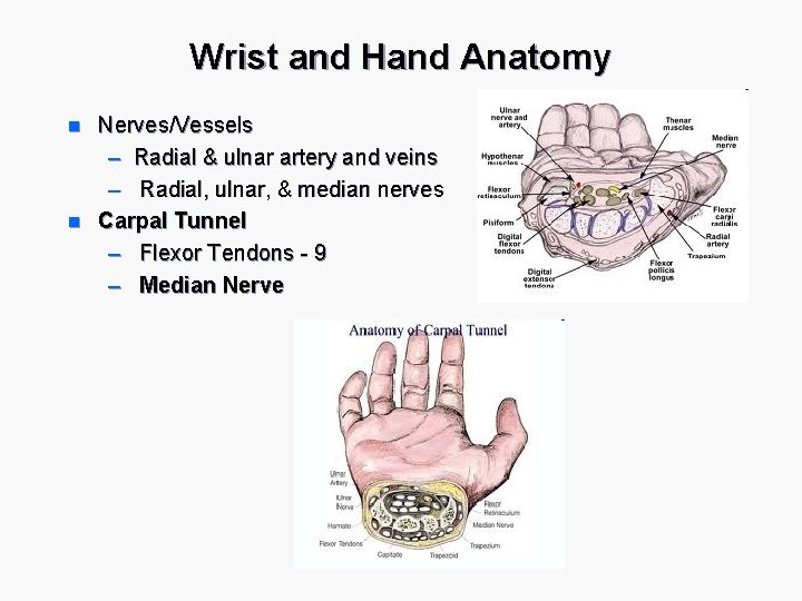 Wrist and Hand Anatomy n n Nerves/Vessels – Radial & ulnar artery and veins