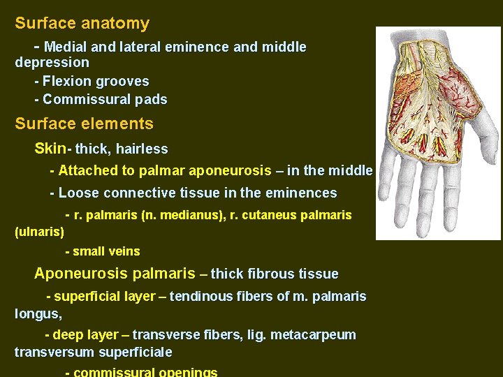 Surface anatomy - Medial and lateral eminence and middle depression - Flexion grooves -