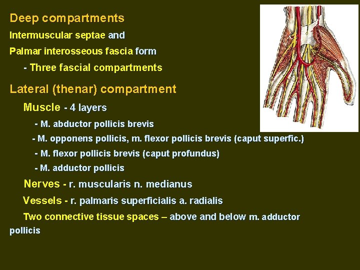 Deep compartments Intermuscular septae and Palmar interosseous fascia form - Three fascial compartments Lateral