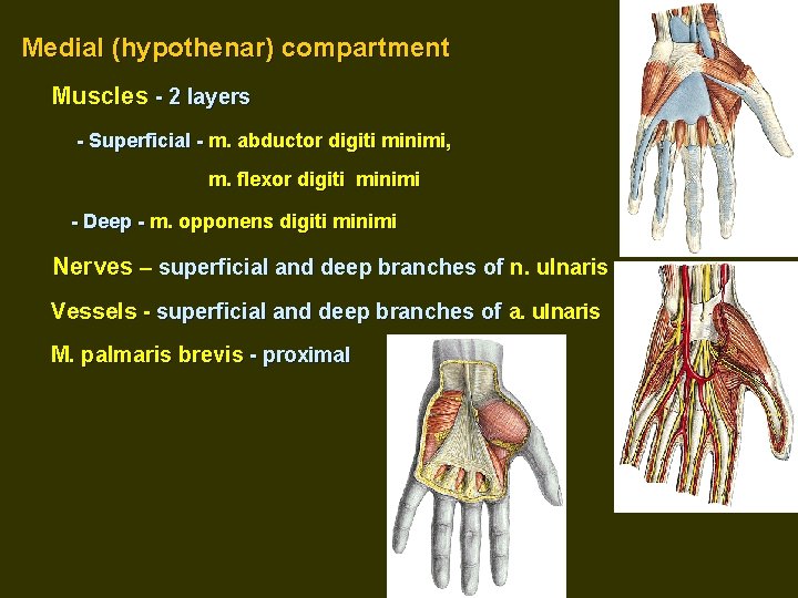 Medial (hypothenar) compartment Muscles - 2 layers - Superficial - m. abductor digiti minimi,