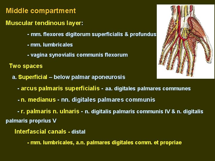 Middle compartment Muscular tendinous layer: - mm. flexores digitorum superficialis & profundus - mm.