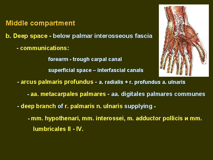 Middle compartment b. Deep space - below palmar interosseous fascia - communications: forearm -