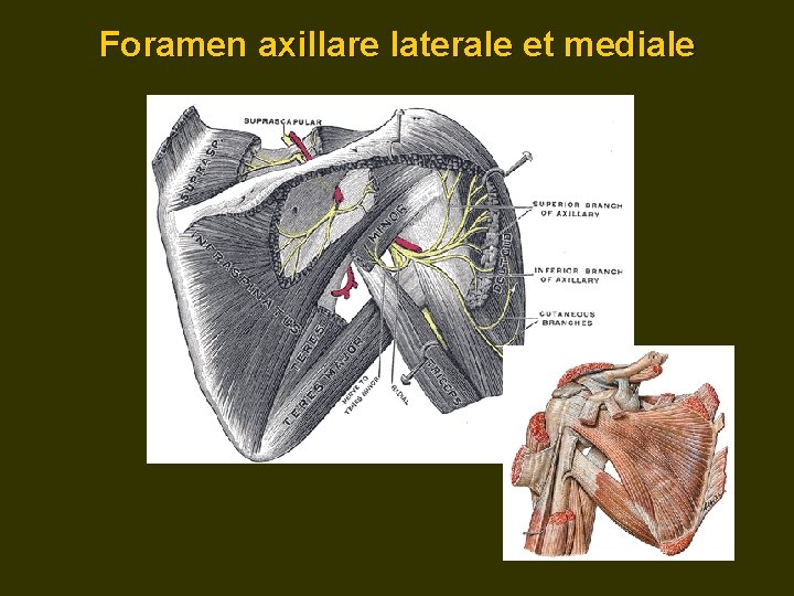 Foramen axillare laterale et mediale 