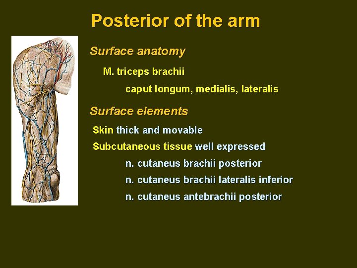 Posterior of the arm Surface anatomy M. triceps brachii caput longum, medialis, lateralis Surface