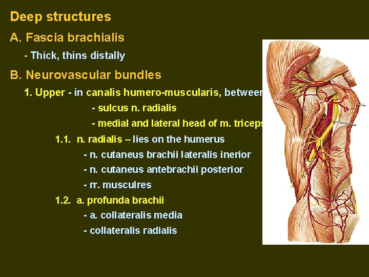 Deep structures А. Fascia brachialis - Thick, thins distally B. Neurovascular bundles 1. Upper