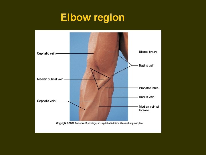 Elbow region 