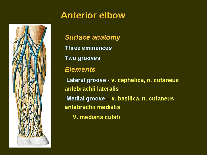 Anterior elbow Surface anatomy Three eminences Two grooves Elements Lateral groove - v. cephalica,